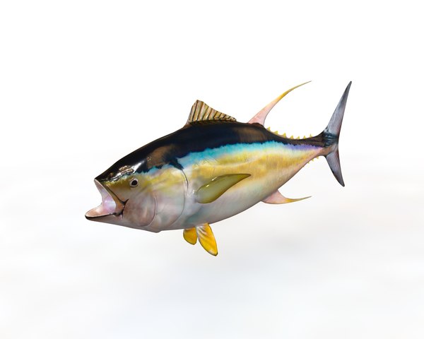 tuna fish tu 3d model