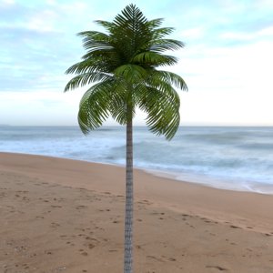 leaves palm leaf tropical tree 3D model
