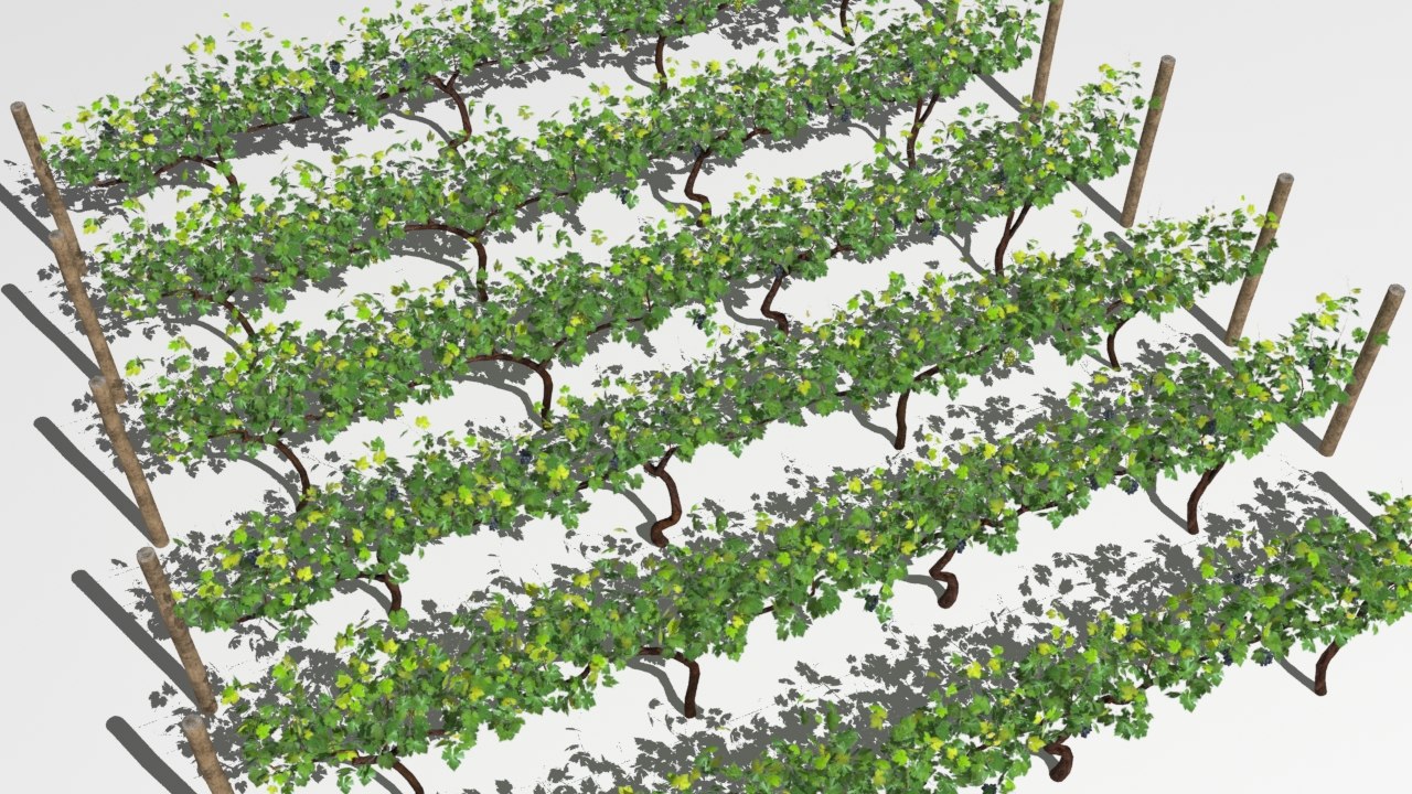 3D vineyard grapes model TurboSquid 1419013