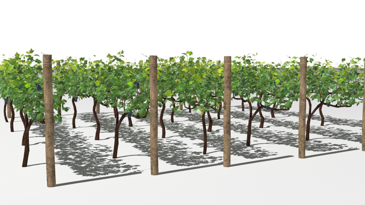 3D vineyard grapes model TurboSquid 1419013