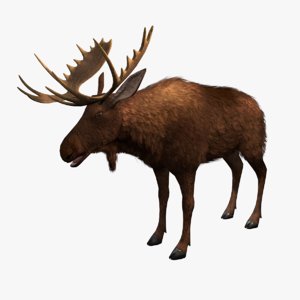 ready moose 3D model