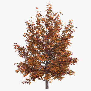3D model oak tree autumn