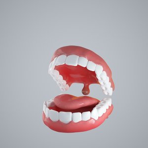 mouth teeth dentition model