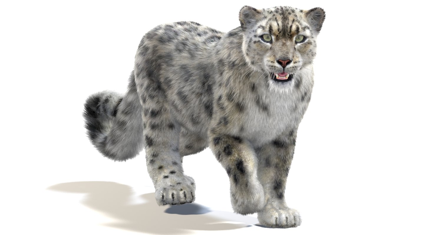 Snow leopard 2 furry 3D model - TurboSquid 1418378