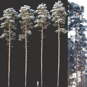 pines snow needles 3D model