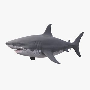 shark animations 3D