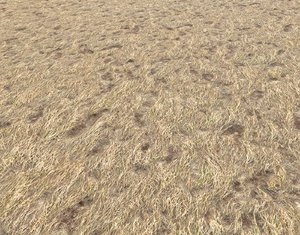 Dry grass field PBR