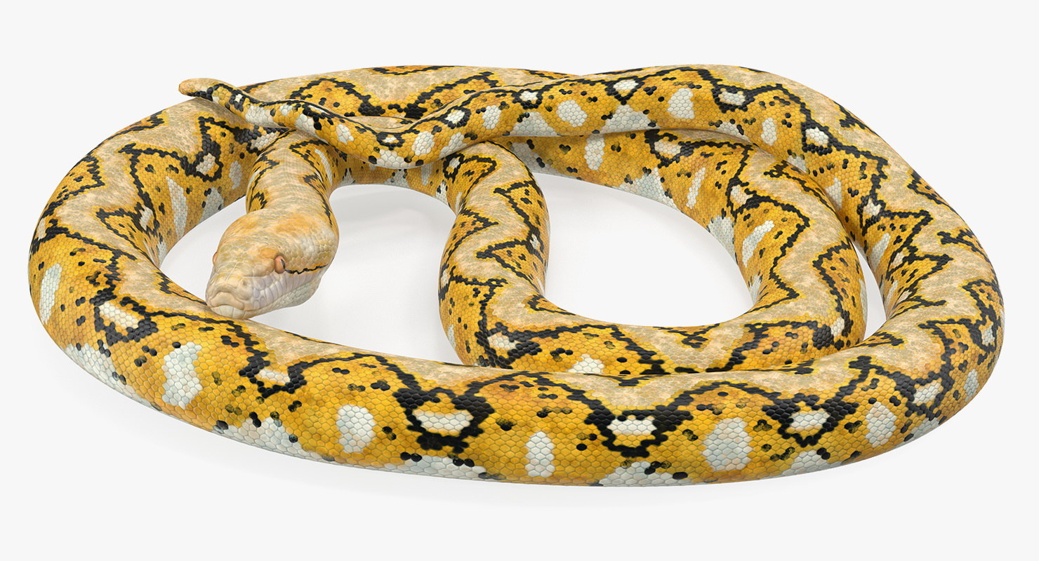 Yellow python snake rigged 3D - TurboSquid 1420375