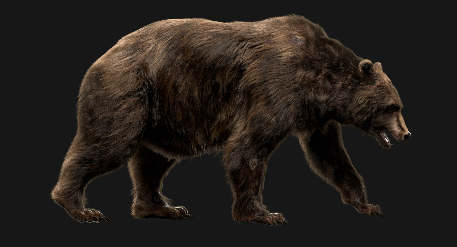 Bear rigged 3D model TurboSquid 1420308