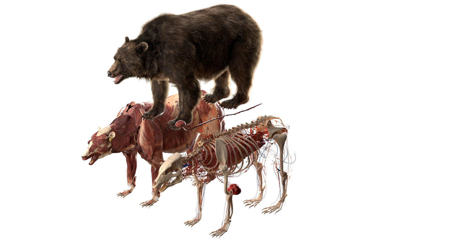 熊解剖学(毛皮)3d模型