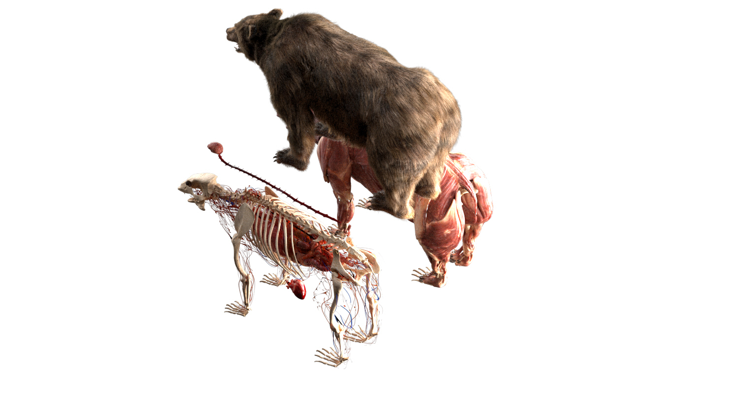 熊解剖学(毛皮)3d模型