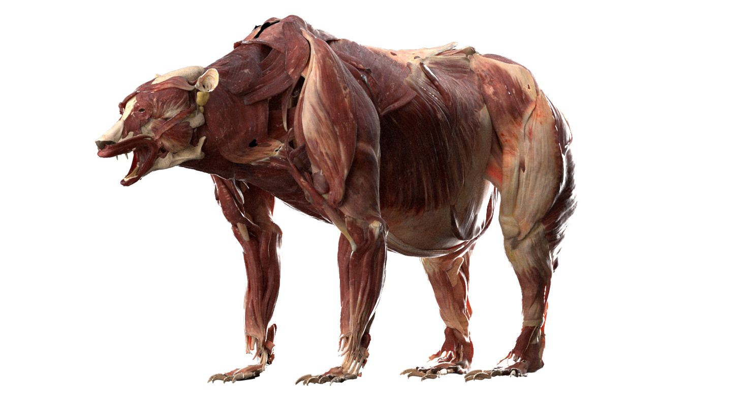 熊解剖学(毛皮)3d模型