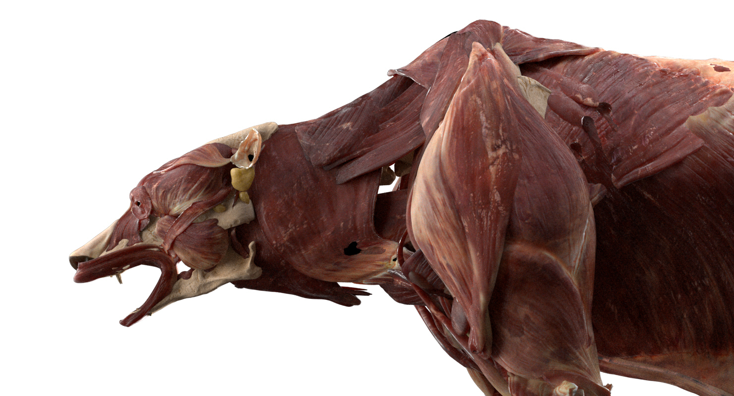 熊解剖学(毛皮)3d模型