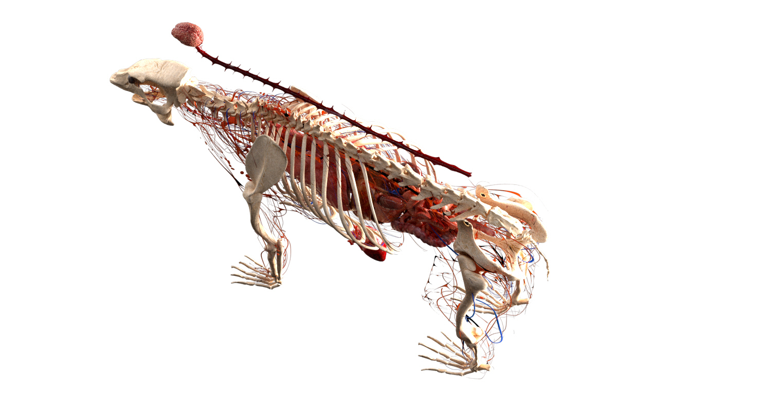 熊解剖学(毛皮)3d模型
