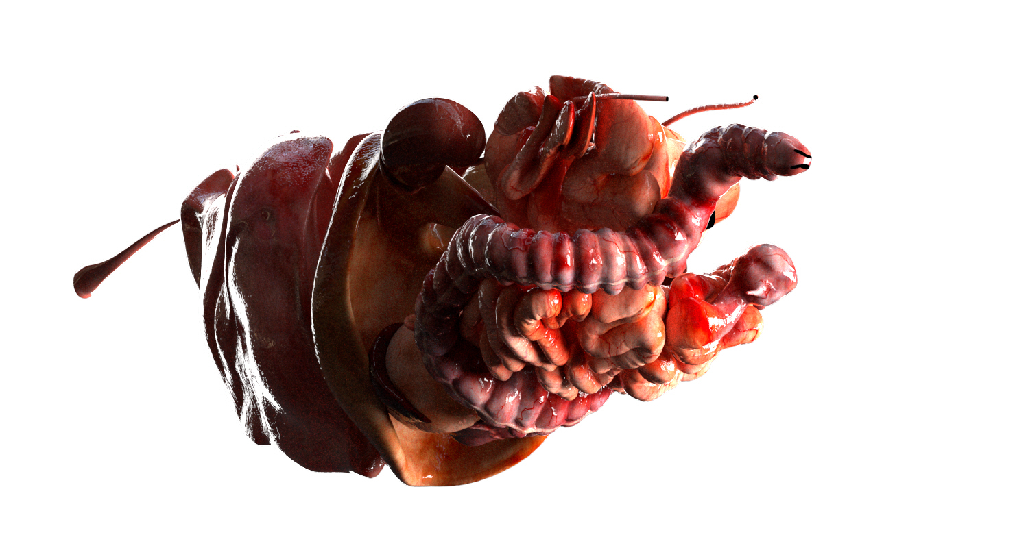 熊解剖学(毛皮)3d模型