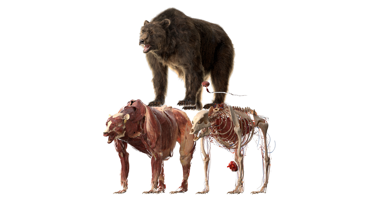 熊解剖学(毛皮)3d模型