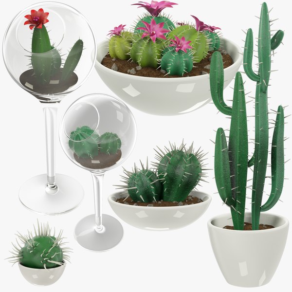 Do Succulents Grow Bigger - Choosing The Proper Technique