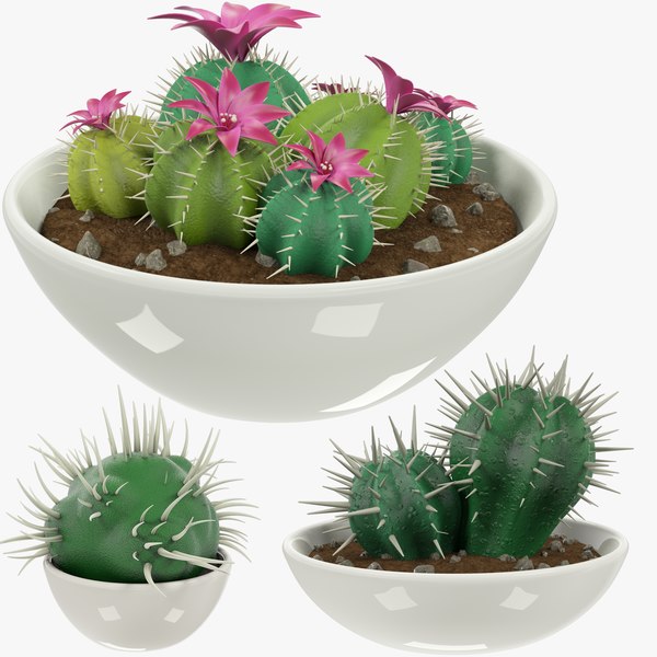 Listed Below Are Four Cactus Identification App Techniques Everyone Believes In. Which One Do You Choose?