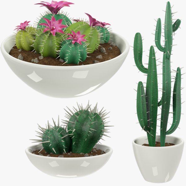 Kalanchoe Works Only Below These Conditions