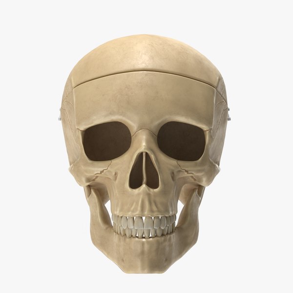 realistic skull anatomical 3D model