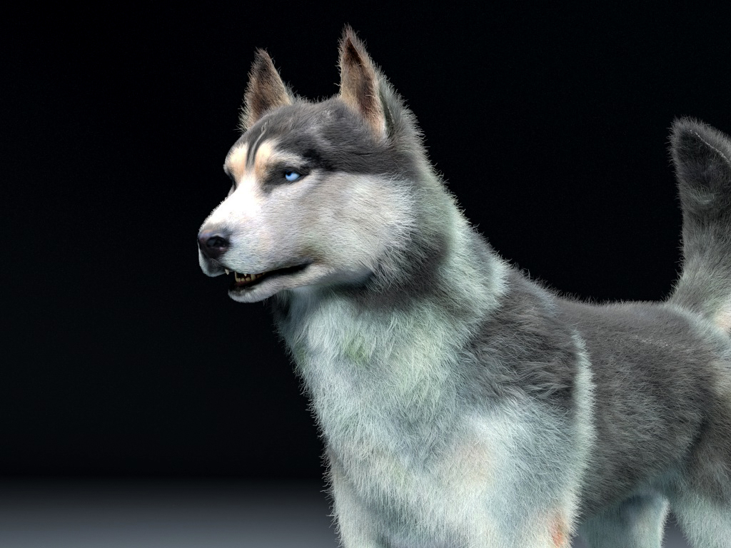 Siberian Husky Rigged Hair Fur 3d Modell Turbosquid 1421308