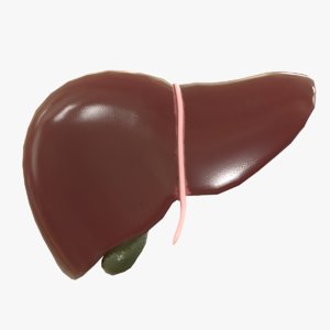 3D model human liver