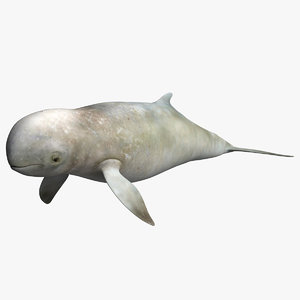 3D irrawaddy dolphin
