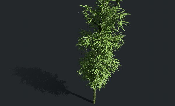 無料竹の木3dモデル Turbosquid