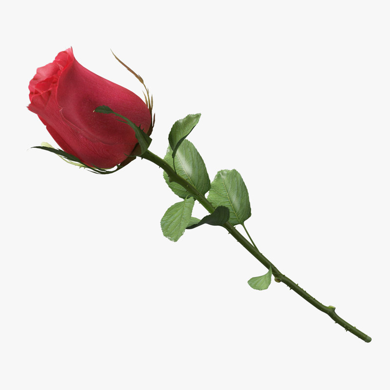 Rose flower 3D model - TurboSquid 1421560