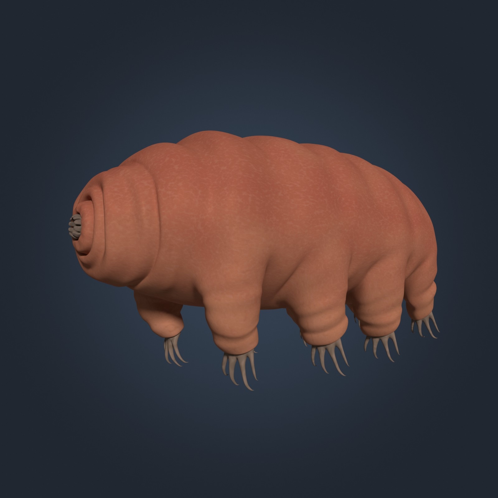 tardigrade anatomy model