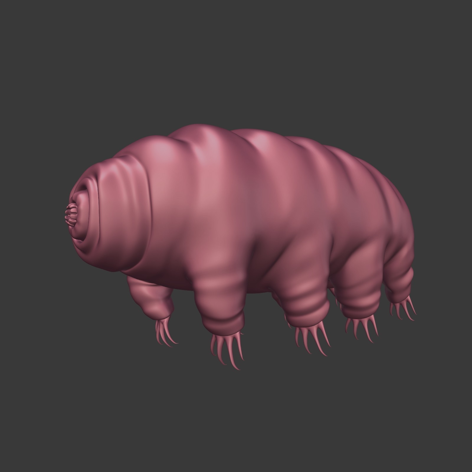 tardigrade anatomy model