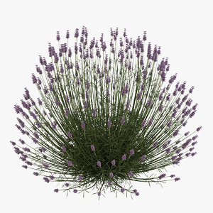 lavender plant 3D