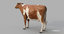 3D cow ayrshire