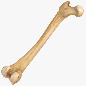 3D human femur bone 01