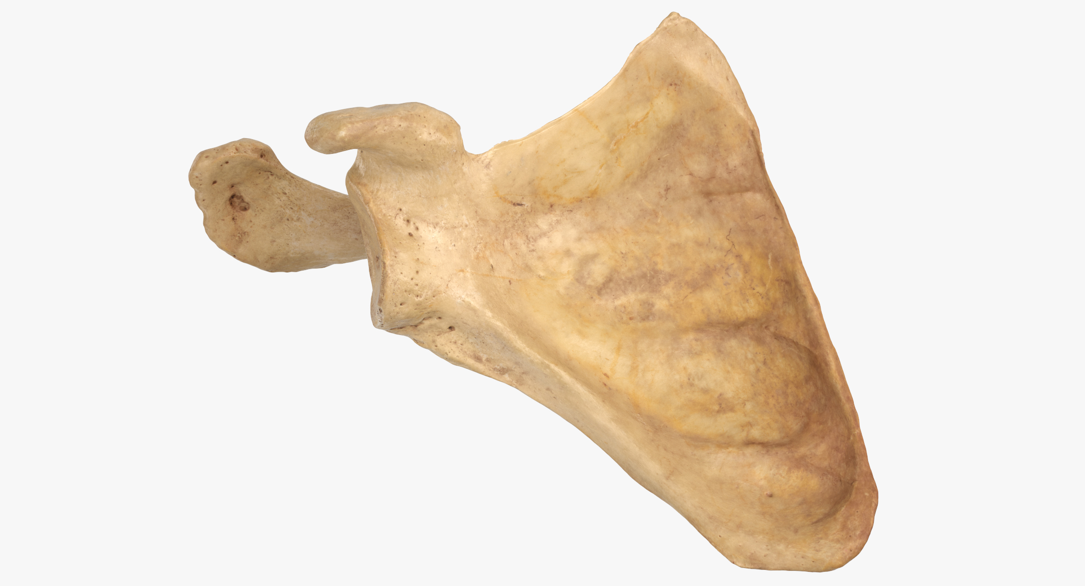 3D human scapula bone 01 model TurboSquid 1422260