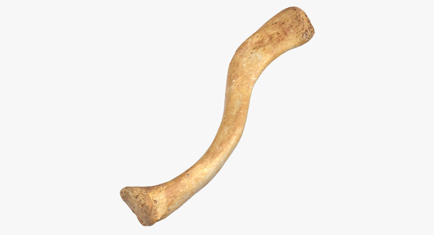 Косточка ключицы. Ключица у человека. Clavicula. Clavicle. Icon natural Bone.