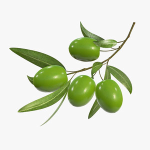 olive branch 3D
