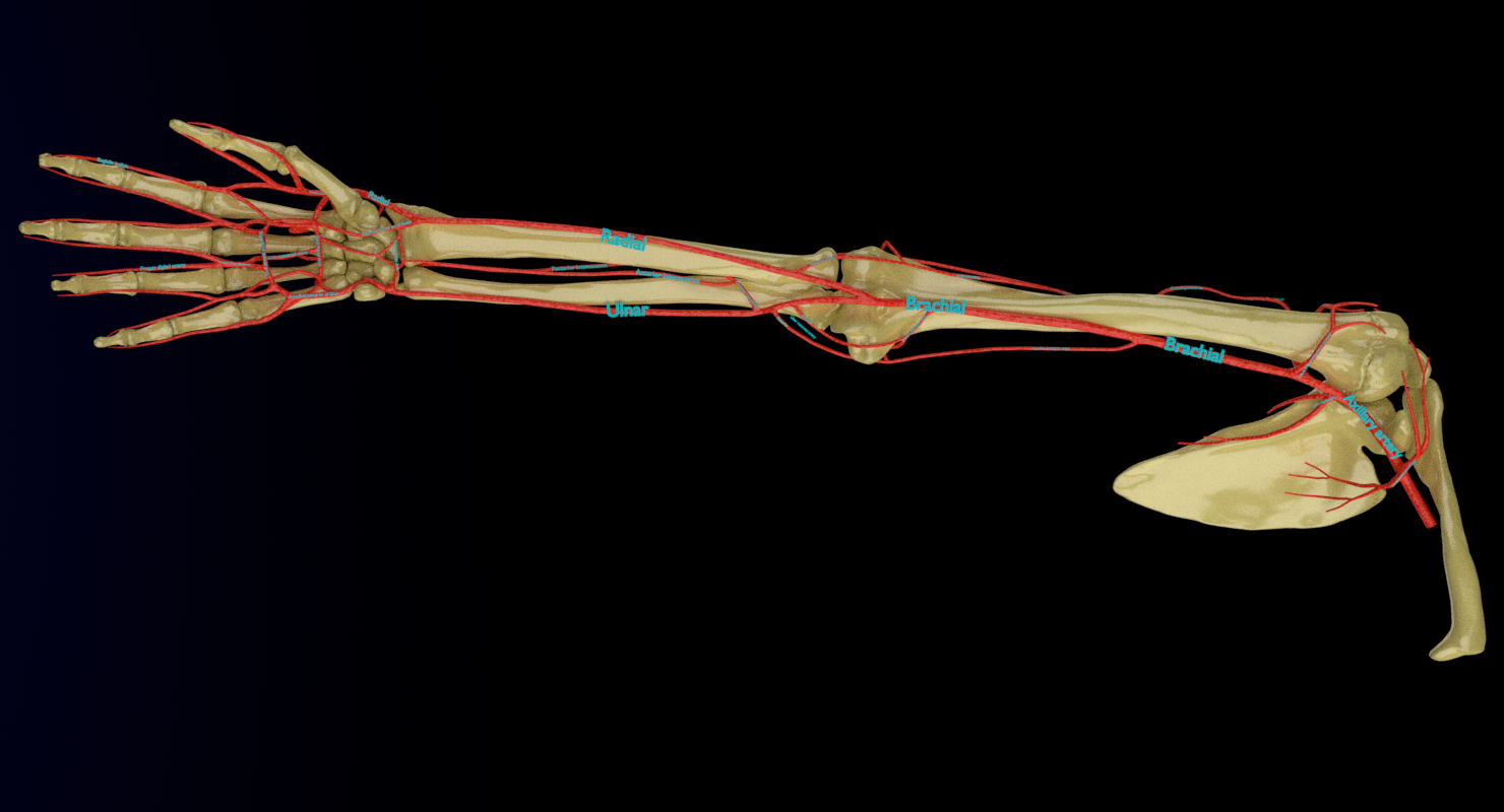 上肢動脈 - 腋窩,手臂,前臂,手3d模型