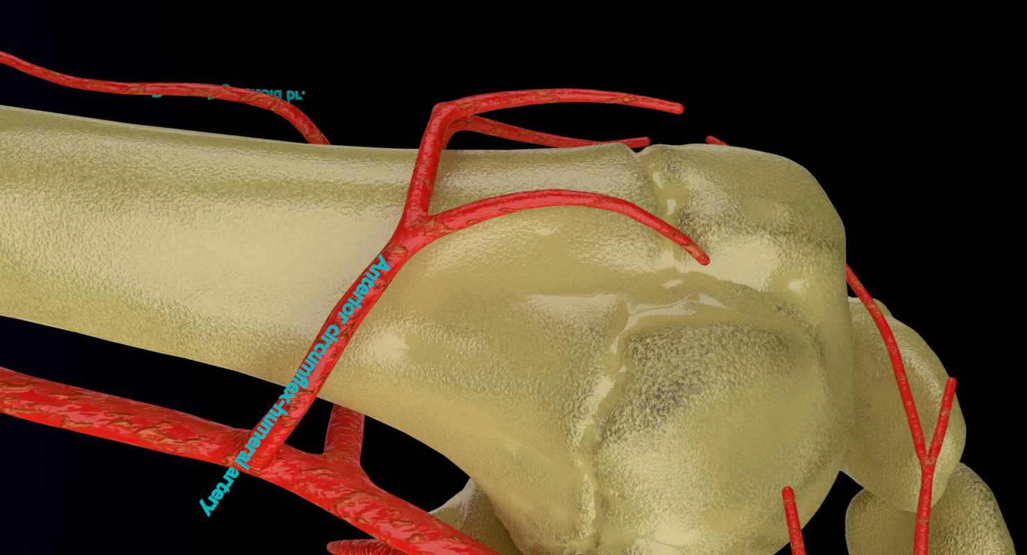 上肢动脉 - 腋窝,手臂,前臂,手3d模型