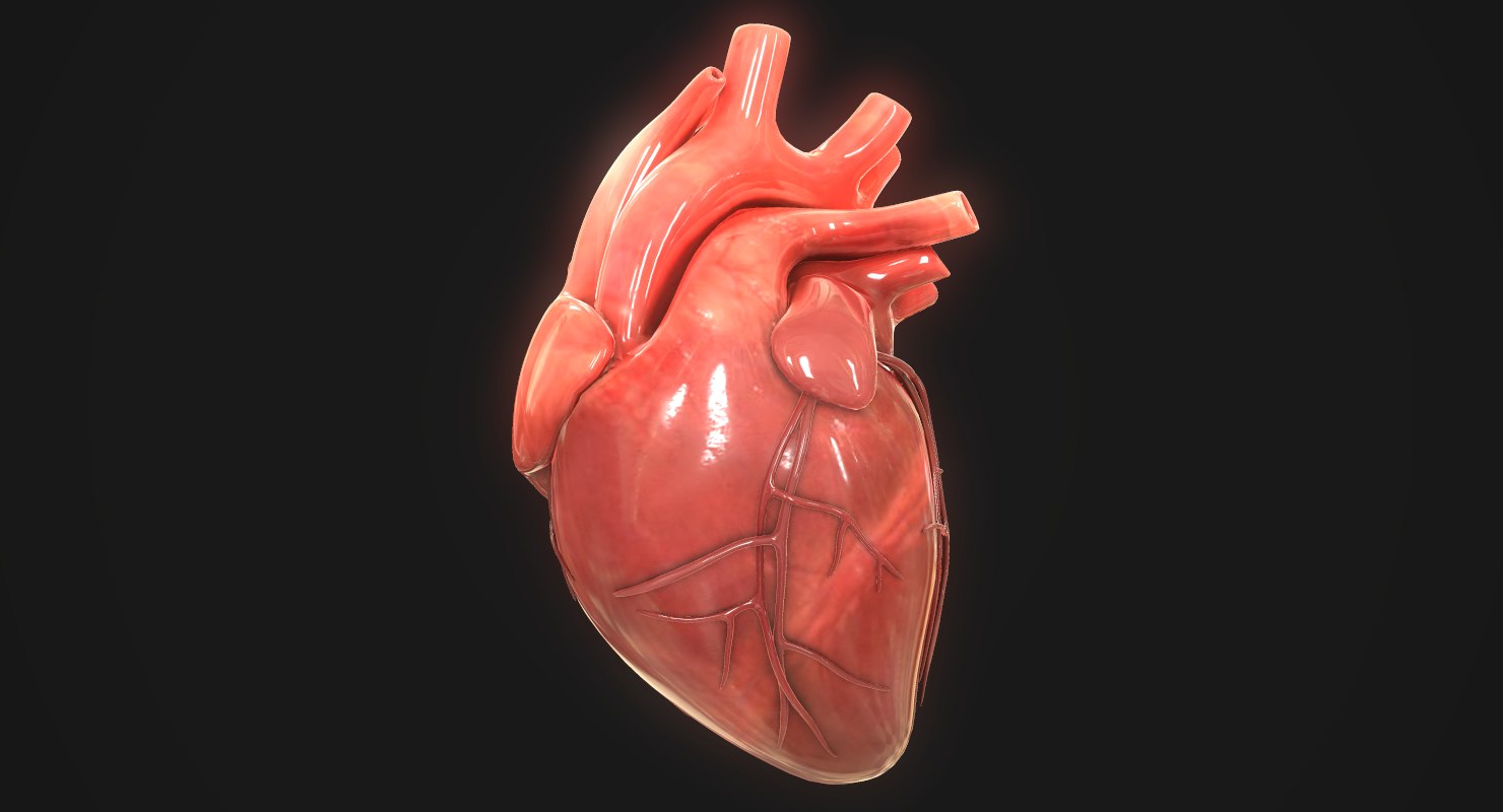 3d Human Heart Turbosquid 1423011