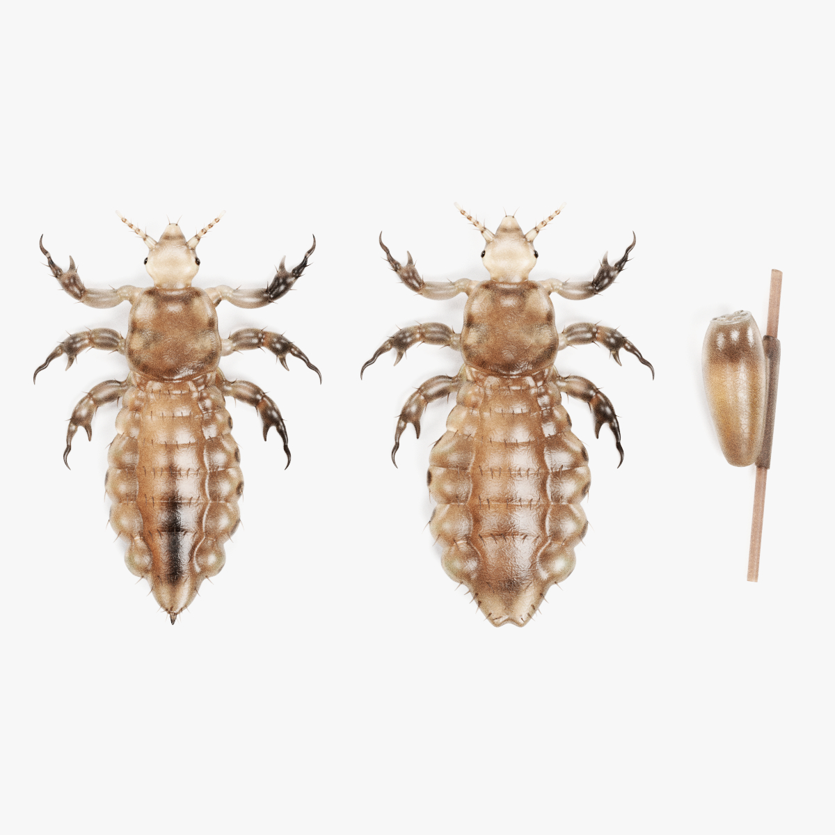 Head Lice Set 3d Model Turbosquid 1423010