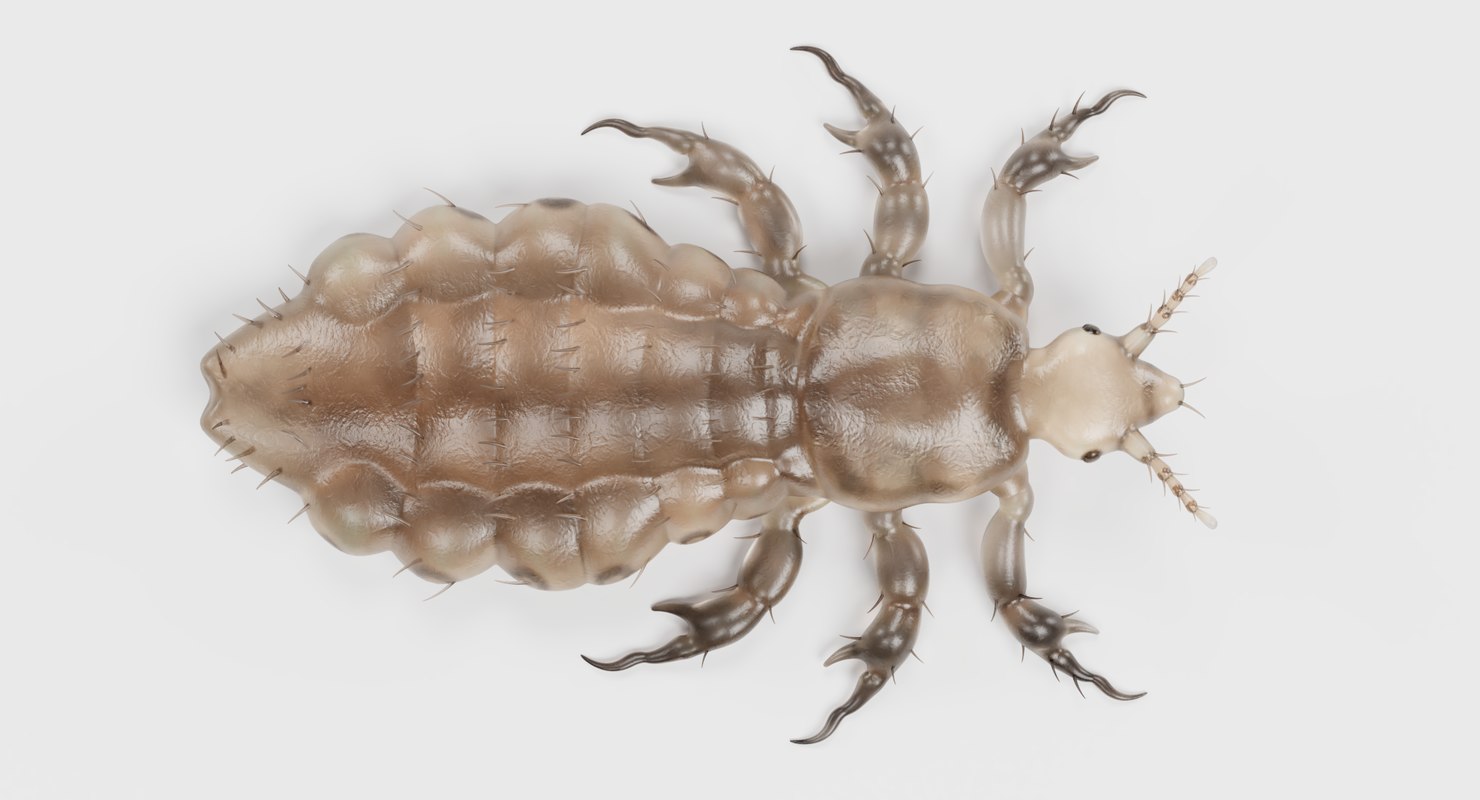 3D head louse female model - TurboSquid 1422994