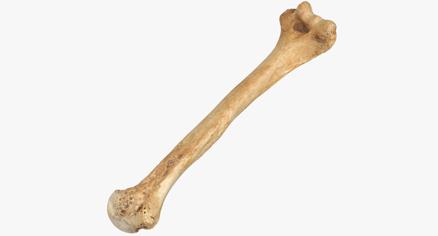 3D model human humerus bone 01 - TurboSquid 1423206