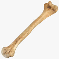 3ds max humerus bone