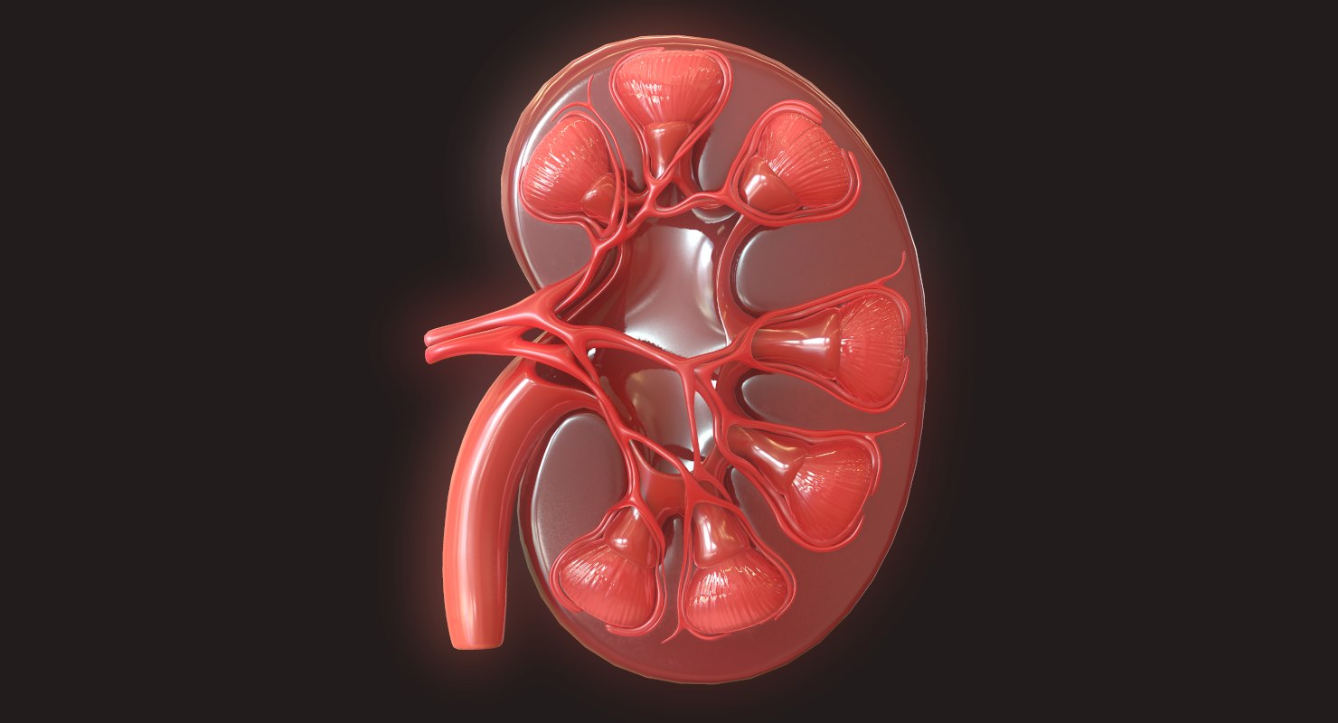 3D human kidney - TurboSquid 1423345