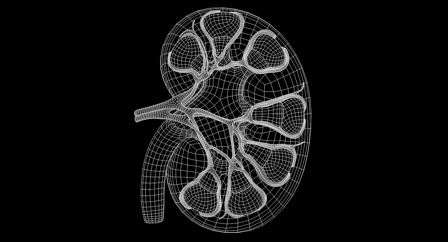 Human kidney 3D model TurboSquid 1423343