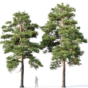 3D pines trees model