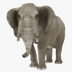 3D realistic elephant