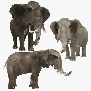 realistic elephant 3D model