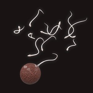 sperm semen 3D